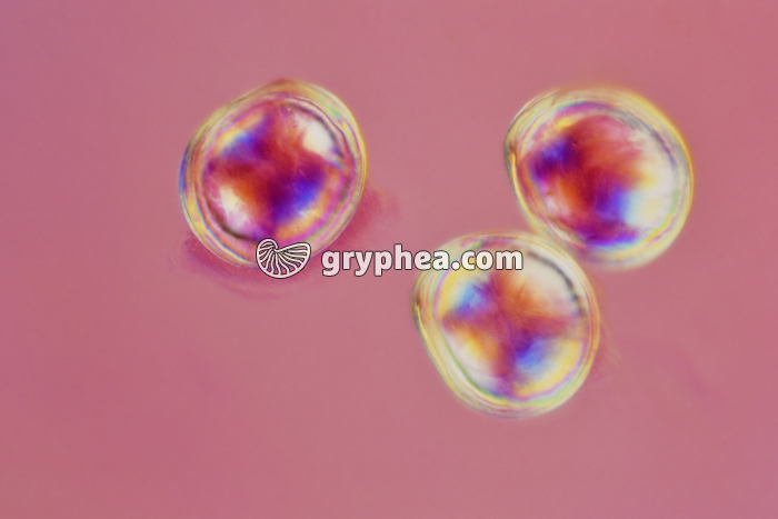 Huitre - Embryons d'huitre ciliés x100 - gryphea.com